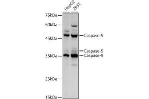 Western Blotting (WB) image for anti-Caspase 9, Apoptosis-Related Cysteine Peptidase (CASP9) (AA 1-98) antibody (ABIN6137975)