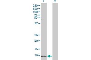 Western Blot analysis of SAA1 expression in transfected 293T cell line by SAA1 MaxPab polyclonal antibody. (SAA1 antibody  (AA 1-122))