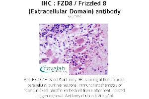 Image no. 2 for anti-Frizzled Family Receptor 8 (FZD8) (3rd Extracellular Domain) antibody (ABIN1734510) (FZD8 antibody  (3rd Extracellular Domain))