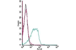 Cell surface detection of Adenosine A3 Receptor by indirect flow cytometry in live intact mouse  P815 mastocytoma cell line: + goat-anti-rabbit-FITC. (Adenosine A3 Receptor antibody  (Extracellular))