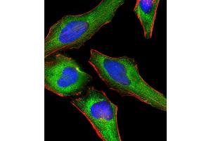 Immunofluorescent analysis of 4 % paraformaldehyde-fixed, 0. (DNM2 antibody  (AA 213-247))