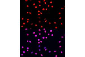 Immunofluorescence analysis of C6 cells using Phospho-Histone H3-S10/T11 Rabbit pAb (ABIN7267688) at dilution of 100 (40x lens). (Histone 3 antibody  (H3S10p, H3T11p))