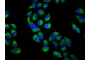Immunofluorescence staining of Hela cells with ABIN7151301 at 1:200, counter-stained with DAPI. (Zinc Finger Protein 650 (ZNF650) (AA 960-1113) antibody)