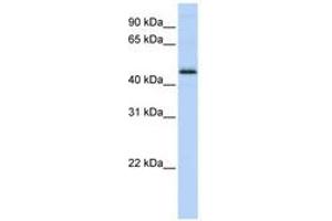 Image no. 1 for anti-DEK Oncogene (DEK) (C-Term) antibody (ABIN6741502) (DEK antibody  (C-Term))