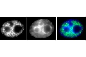 RNA pol II phospho Ser5 antibody (mAb) (Clone 1H4B6) tested by Immunofluorescence. (Rpb1 CTD antibody  (pSer5))
