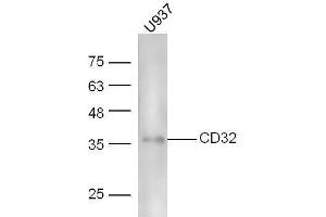 Human U937 lysates probed with Rabbit Anti-CD32 Polyclonal Antibody, Unconjugated  at 1:5000 for 90 min at 37˚C. (Fc gamma RII (CD32) (AA 201-300) antibody)