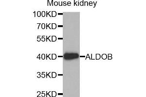 Western Blotting (WB) image for anti-Aldolase B, Fructose-Bisphosphate (ALDOB) (AA 1-200) antibody (ABIN1678634) (ALDOB antibody  (AA 1-200))