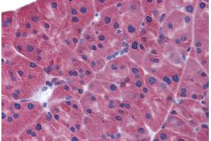 Mouse pancreas: Formalin-Fixed, Paraffin-Embedded (FFPE) (IFIH1 antibody  (C-Term))