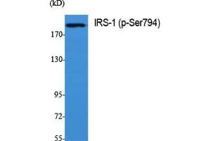Western Blot (WB) analysis of specific cells using Phospho-IRS-1 (S794) Polyclonal Antibody. (IRS1 antibody  (pSer794))