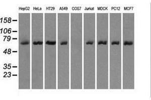 Western blot analysis of extracts (35 µg) from 9 different cell lines by using anti-LTA4H monoclonal antibody. (LTA4H antibody)