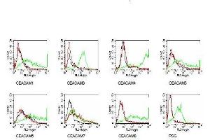 Members of the CEACAM family were expressed on BOSC cells after transient transfection with expression vectors containing either the cDNA of CEACAM1, 5, 6, 7, 8 or a recombinant trans-membrane-anchored PSG1 fusion protein. (CEACAM7 antibody)