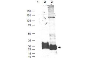 Western blot using MFAP5 polyclonal antibody  shows detection (arrowhead) of secreted MFAP5 (lane 2) and MFAP5 present in a MFAP5 transfected HEK293 lysate (lane 3). (MFAP5 antibody  (C-Term))