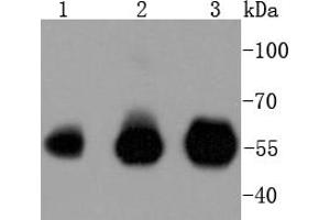 Lane 1: Hela, Lane 2: Jurkat, Lane 3: THP-1 lysates probed with IRF3 (4C3) Monoclonal Antibody  at 1:1000 overnight at 4˚C. (IRF3 antibody)
