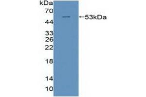 Detection of Recombinant POLd, Human using Polyclonal Antibody to Polymerase DNA Directed Delta 1 (POLd) (POLD1 antibody  (AA 41-254))