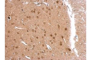 IHC-P Image APLP2 antibody [N1N2], N-term detects APLP2 protein at nucleus on mouse fore brain by immunohistochemical analysis. (APLP2 antibody  (N-Term))