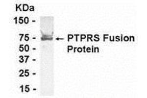 Western Blotting (WB) image for anti-Protein tyrosine Phosphatase, Receptor Type, S (PTPRS) (AA 330-524) antibody (ABIN2468002) (PTPRS antibody  (AA 330-524))