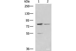 Western blot analysis of LO2 and 231 cell lysates using SORBS2 Polyclonal Antibody at dilution of 1:800 (Sorbs2 antibody)