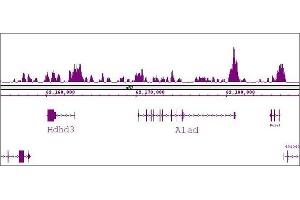 FOXG1 antibody (pAb) tested by ChIP-Seq. (FOXG1 antibody  (C-Term))