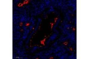 Immunofluorescence (Paraffin-embedded Sections) (IF (p)) image for anti-Lactotransferrin (LTF) antibody (ABIN7074457)