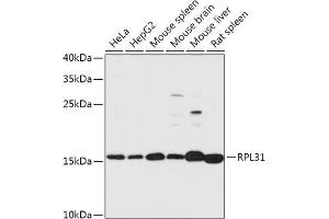 Western blot analysis of extracts of various cell lines, using RPL31 antibody (ABIN7270002) at 1:1000 dilution. (RPL31 antibody  (AA 5-105))