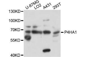 Western blot analysis of extracts of various cells, using P4HA1 antibody.