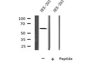 Western blot analysis on HEK-293 cell lysate using FBXW7 Antibody