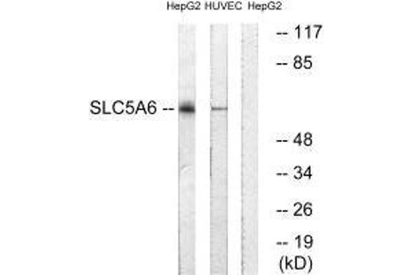 SLC5A6 antibody