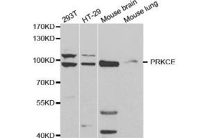 Western blot analysis of extracts of various cell lines, using PRKCE antibody. (PKC epsilon antibody  (AA 488-737))