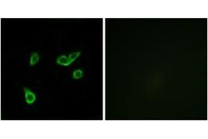 Immunofluorescence (IF) image for anti-G Protein-Coupled Receptor 35 (GPR35) (AA 51-100) antibody (ABIN2890874) (GPR35 antibody  (AA 51-100))