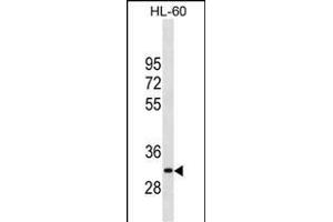 P26 Antibody (Center) (ABIN1881547 and ABIN2838850) western blot analysis in HL-60 cell line lysates (35 μg/lane). (MMP26 antibody  (AA 96-125))
