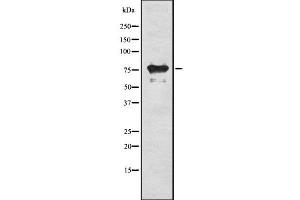 Western blot analysis of RIPK1 using HeLa whole cell lysates (RIPK1 antibody  (Internal Region))