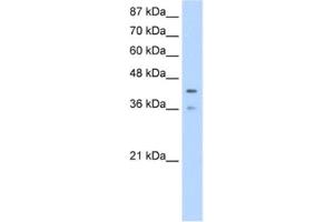 Western Blotting (WB) image for anti-Poly(rC) Binding Protein 4 (PCBP4) antibody (ABIN2462287) (PCBP4 antibody)