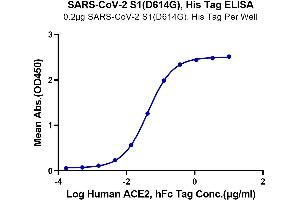 Immobilized SARS-CoV-2 S1 (D614G), His Tag at 2 μg/mL (100 μL/Well) on plate. (SARS-CoV-2 Spike S1 Protein (D614G) (His-Avi Tag))
