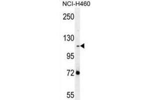 Western Blotting (WB) image for anti-Protocadherin alpha Subfamily C, 2 (PCDHAC2) antibody (ABIN2996555) (PCDHAC2 antibody)