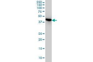 NUDC antibody  (AA 1-331)