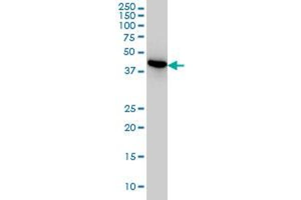 NUDC antibody  (AA 1-331)