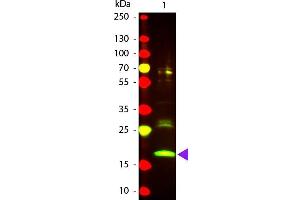 Western Blot of Texas conjugated Goat Anti-R-Phycoerythrin secondary antibody. (R-Phycoerythrin antibody  (Texas Red (TR)))