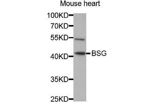 Western Blotting (WB) image for anti-Basigin (Ok Blood Group) (BSG) (AA 30-200) antibody (ABIN1512647) (CD147 antibody  (AA 30-200))