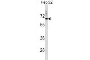 SVOP Antibody (N-term) (ABIN1881859 and ABIN2839025) western blot analysis in HepG2 cell line lysates (35 μg/lane).