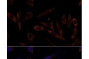 Immunofluorescence (IF) image for anti-Transferrin Receptor (p90, CD71) (TFRC) antibody (ABIN7261824)
