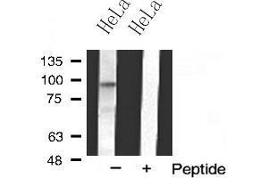 Western blot analysis of MKL1 expression in HeLa cell extract (MKL1 antibody  (N-Term))