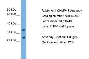 WB Suggested Anti-CHMP4B  Antibody Titration: 0. (CHMP4B antibody  (Middle Region))