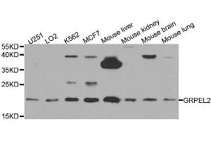 GRPEL2 antibody  (AA 33-225)