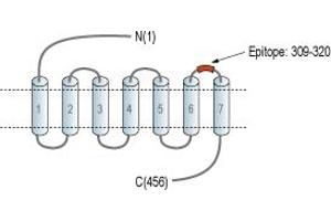 Representative domain view of the target of ABIN7884984.