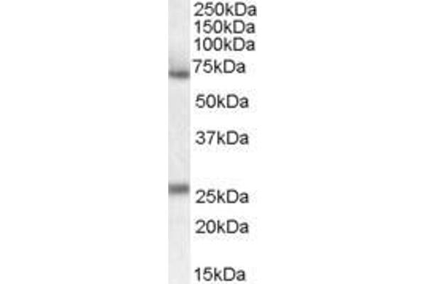 alpha 2 Antiplasmin antibody  (Internal Region)