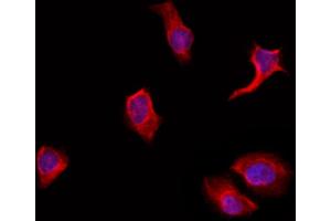 ABIN6263798 and ABIN6272368 staining Hela by IF/ICC. (POU3F1 antibody  (Internal Region))