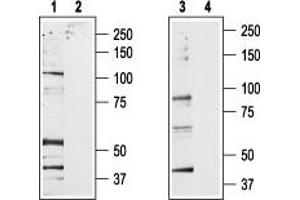 Western blot analysis of rat brain membrane (lanes 1 and 2) and RBL lysates (lanes 3 and 4): - 1,3. (TRPV2 antibody  (C-Term, Intracellular))