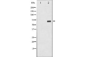 Western blot analysis of p70 S6 Kinase phosphorylation expression in serum treated 293 whole cell lysates,The lane on the left is treated with the antigen-specific peptide. (RPS6KB1 antibody  (pSer424))