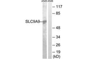 Western blot analysis of extracts from A549 cells, using SLC9A9 Antibody.