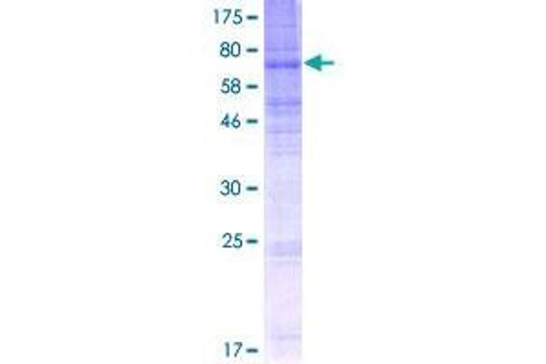 SLC43A3 Protein (AA 1-491) (GST tag)